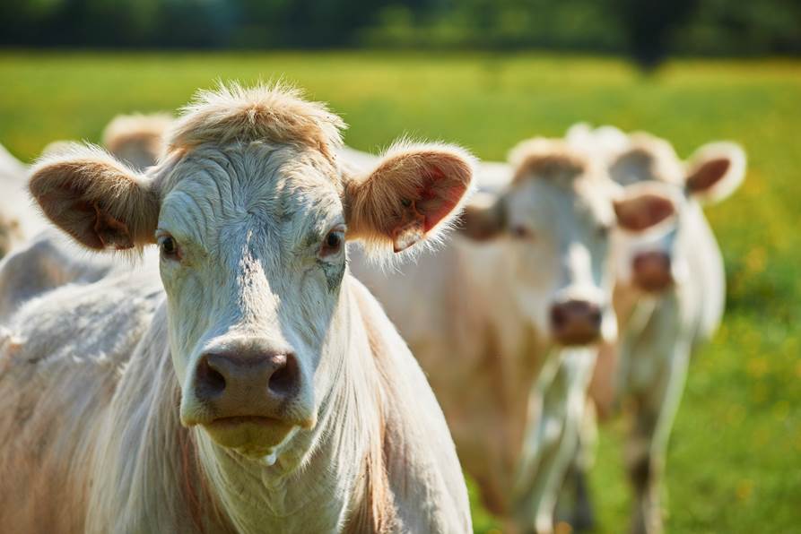 Revised Cow My New Year’s resolution revised again