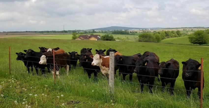 cattle grazing at fence
