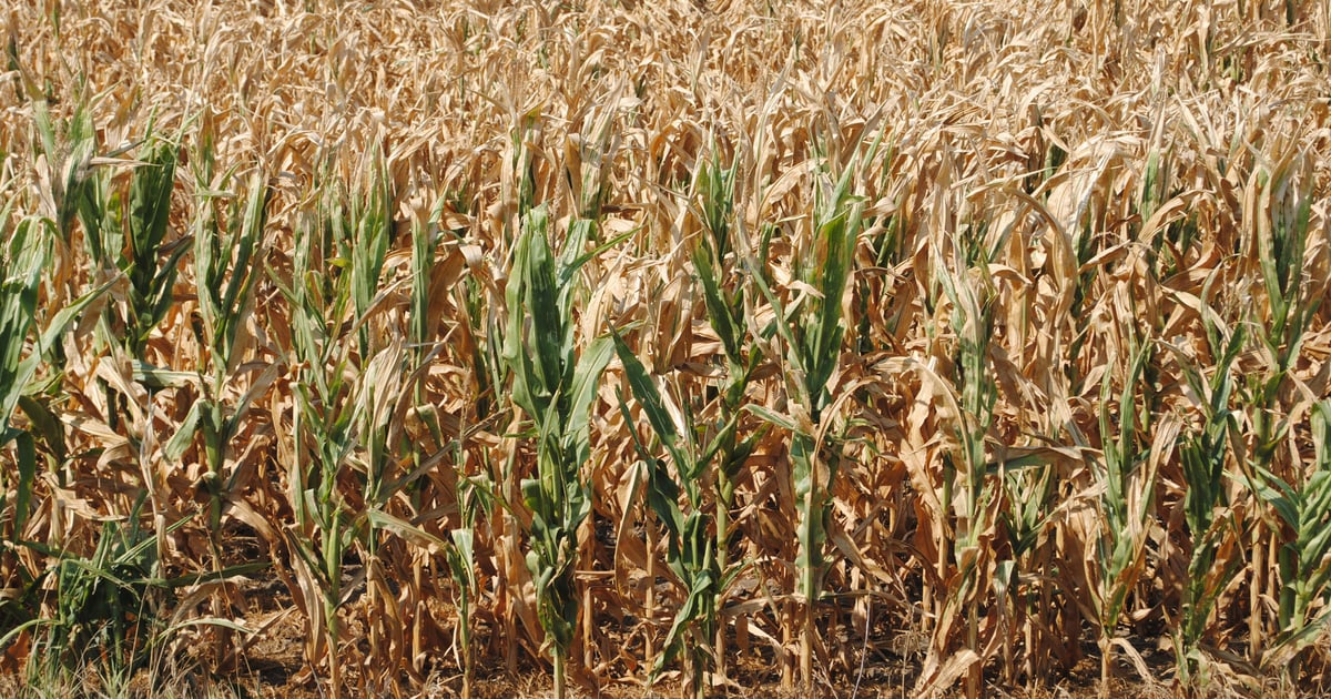Uncertainty surrounds harvest as drought lingers in Minnesota