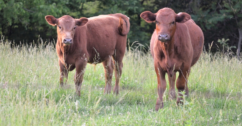 two red calves grazing in a pasture