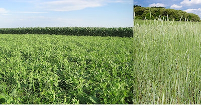 USDA cover crop chart update + 8 more cover crop resources