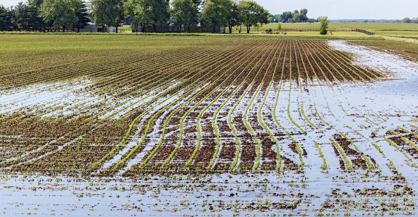waterlogged cornfield