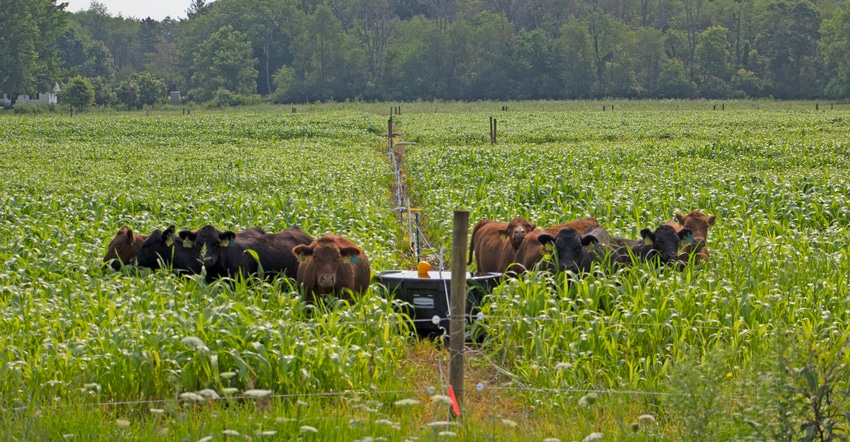 cattle grazing in sorghum-sudangrass forage 
