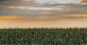 A sunset over a cornfield