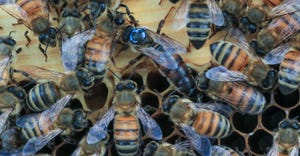 wfp-todd-fitchette-olivarez-honeybees-54.JPG