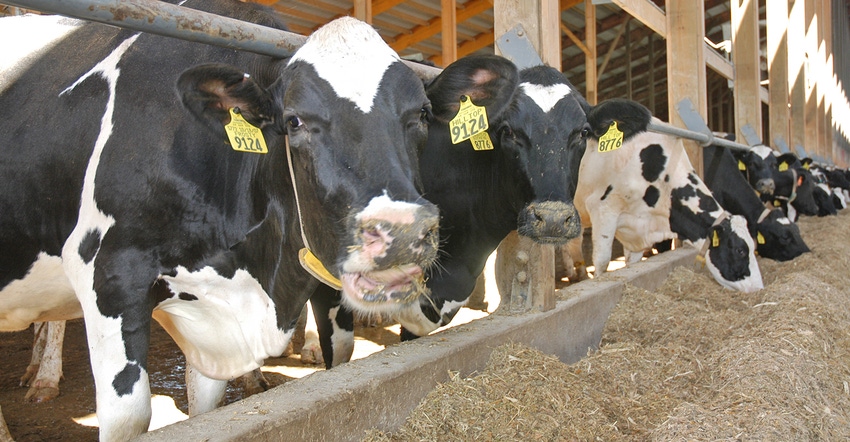 Holsteins feeding