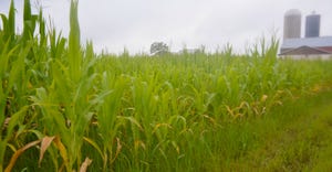 Corn field in Lancaster County, Pa