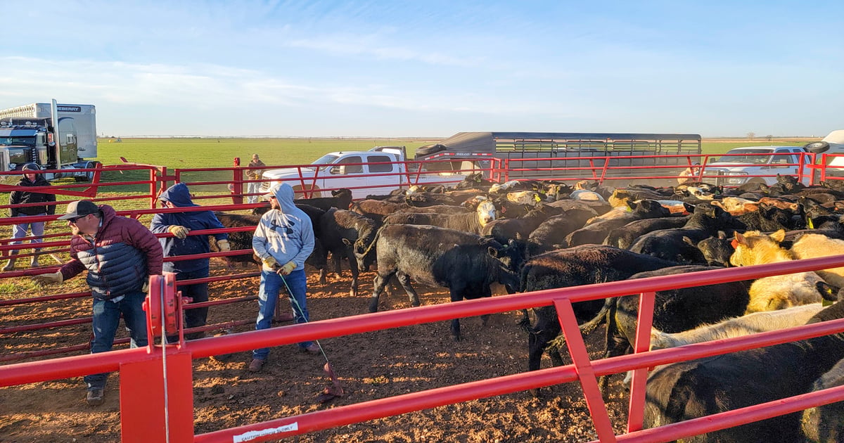 Livestock Risk Protection Program participation surges