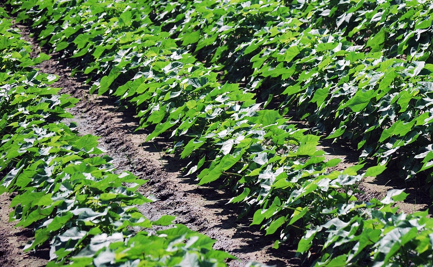 brad-haire-farm-press-cotton-june-ga-2018-ex.JPG brad-haire-farm-press-cotton-june-ga-2018-ex.JPG