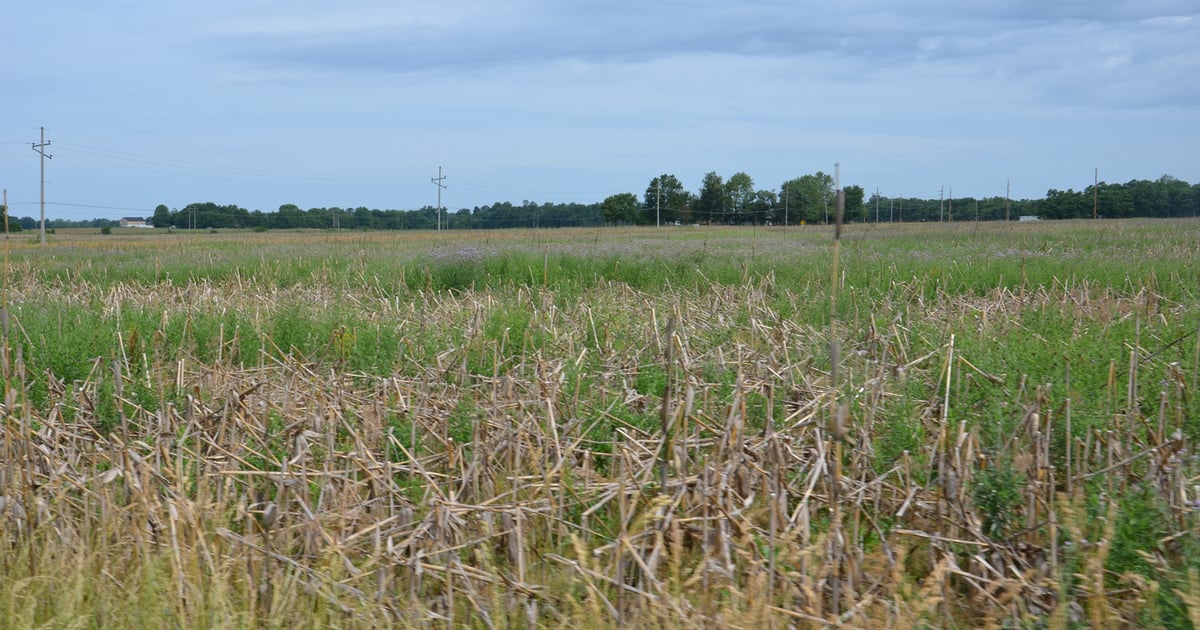 10 ways your corn could look worse than it does