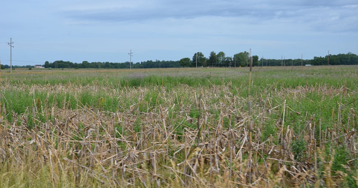Defeated Corn 10 ways your corn could look worse than it does