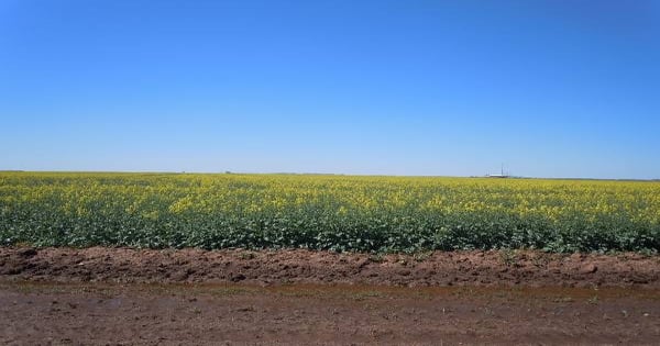 Fall planted canola acreage could top 400,000 for Southern Plains states.