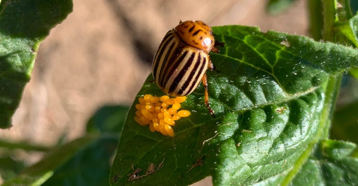Colorado potato beetle larvae and adults both feed on potato leaves