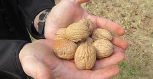 TNFP0819-hearden-walnuts.JPG