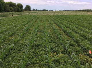 Green stems appear in soybeans again