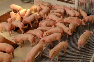 pork production