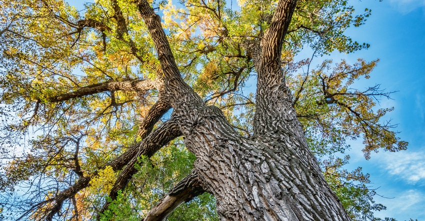 cottonwood tree with fall foliage