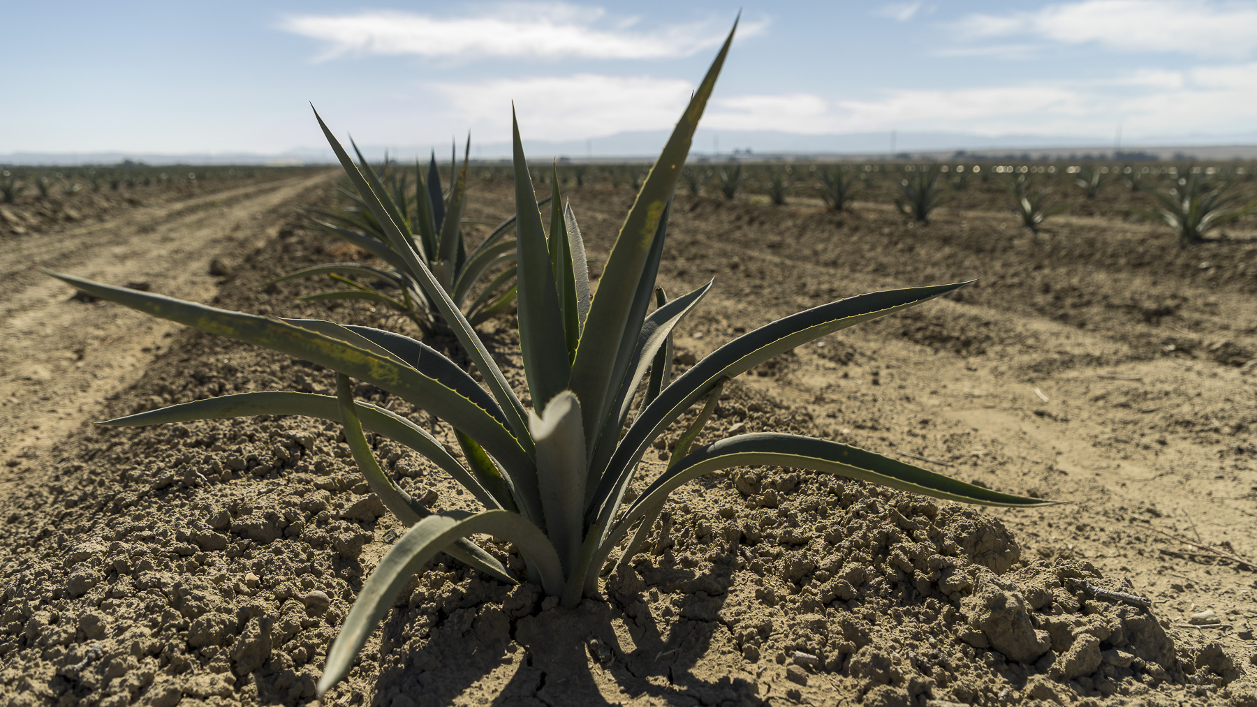 Farmer grows agave to beat drought challenges