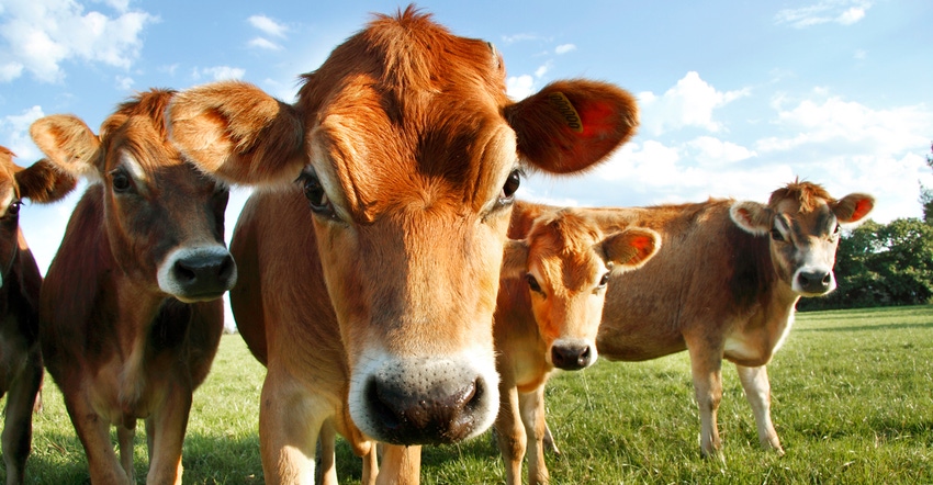 Jersey cows standing in pasture looking at camera Jersey cows standing in pasture looking at camera
