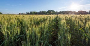 field full of MN-Torgy, a new University of Minnesota wheat variety
