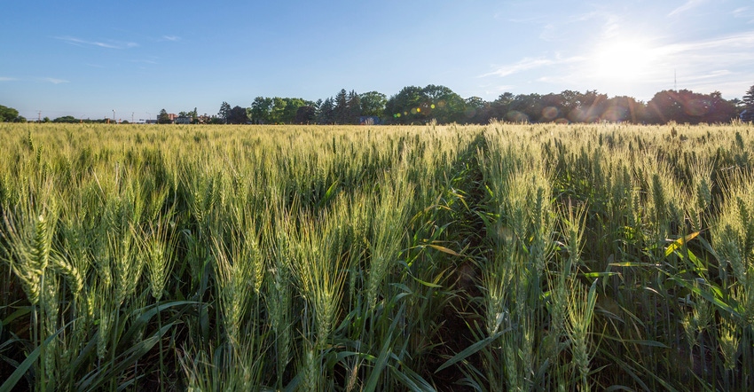 field full of MN-Torgy, a new University of Minnesota wheat variety