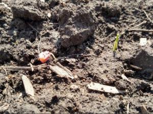 4.15 seeding depth_Lindsey.jpg 4.15 seeding depth_Lindsey.jpg