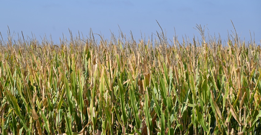 Corn stalks in field