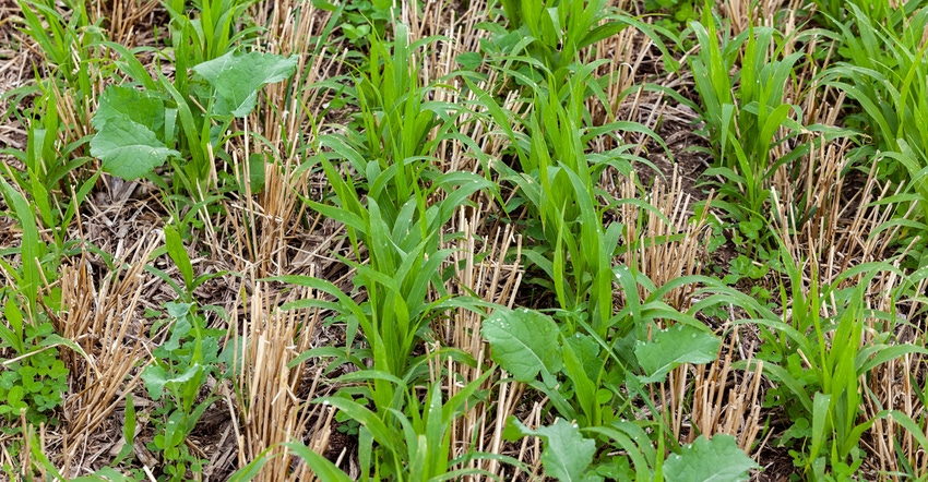 Close-up of cover crops growing between rows of winter wheat stubble