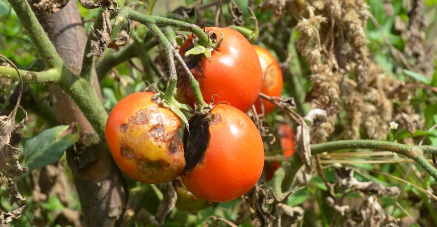 Tips for dealing with tomato blight