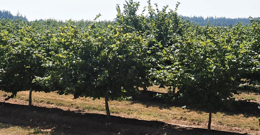 TNFP1117-hearden-hazelnuts.JPG TNFP1117-hearden-hazelnuts.JPG
