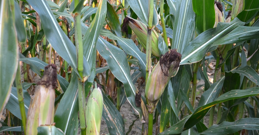gray leaf spot in cornfield