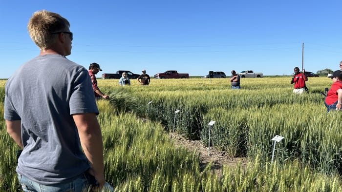 Attendees of a field day in field looking at wheat varieties