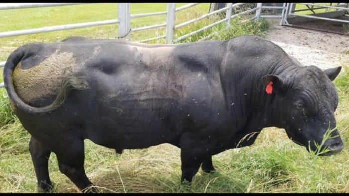 Masculine crossbred bull