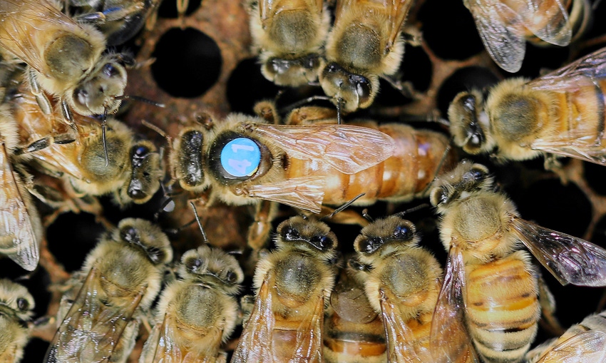 Indoor 'queen banking' could help beekeepers