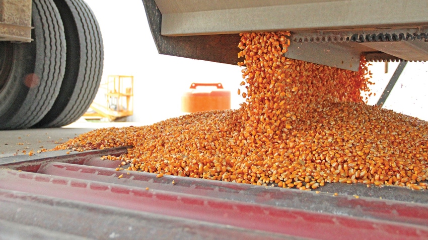 Corn falling from hopper trailer