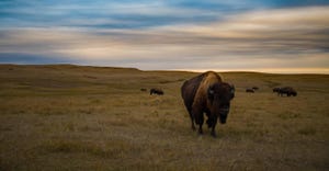 Bison grazing in the plains