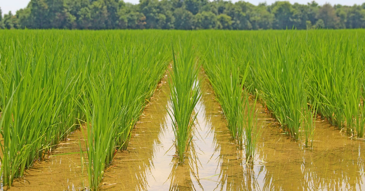 Recommendations for furrow irrigated rice acres
