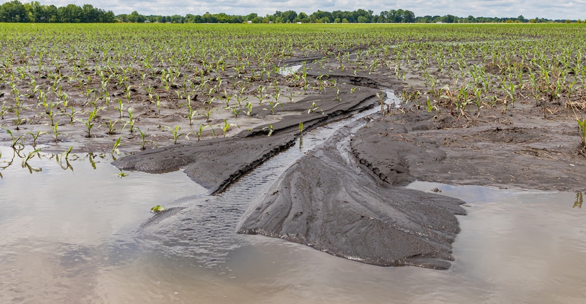 flooded cornfield in spring