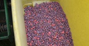 corn seed in container