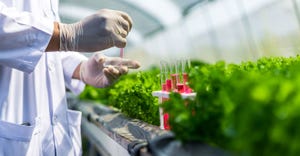 Scientist screens lettuce plants for herbicide resistance