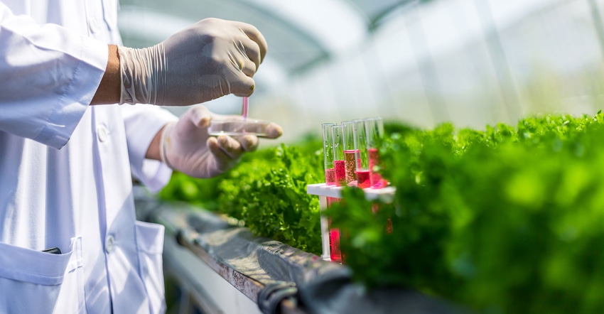 Scientist screens lettuce plants for herbicide resistance