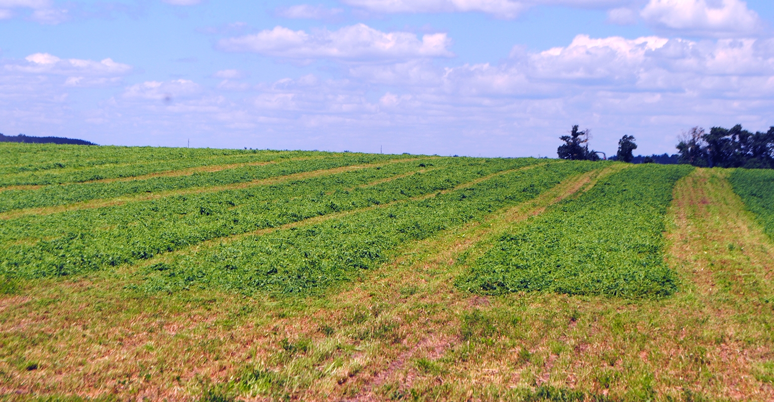 Tips for making high quality alfalfa