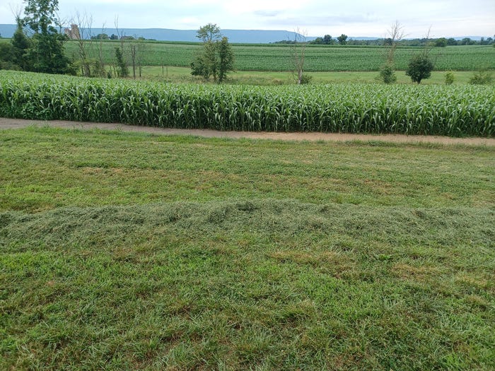 An area of sorghum near a cornfield