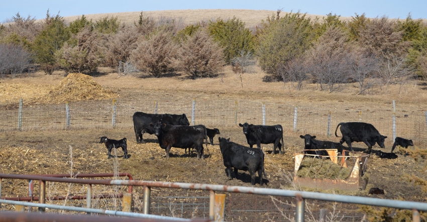 CATTLE IN PEN IN FIELD