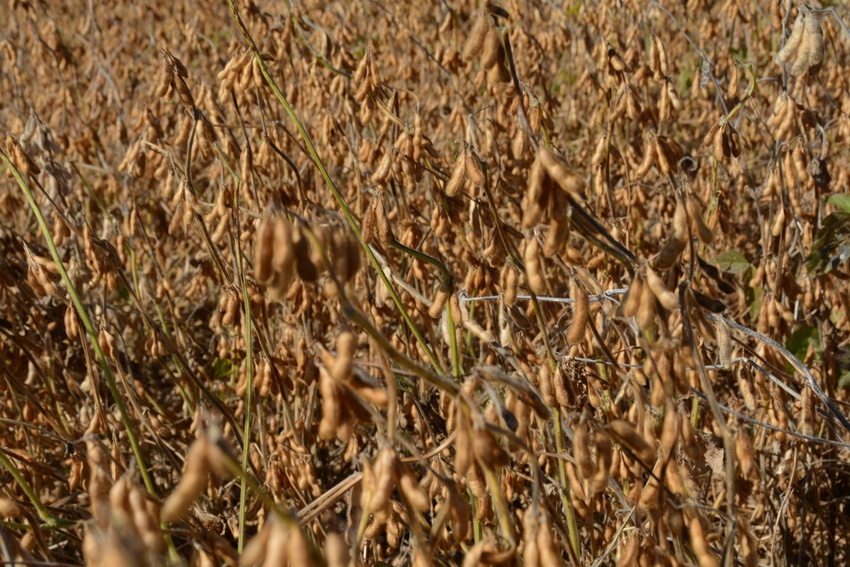 North_Carolina_Early_Maturity_Soybeans.jpg North_Carolina_Early_Maturity_Soybeans.jpg