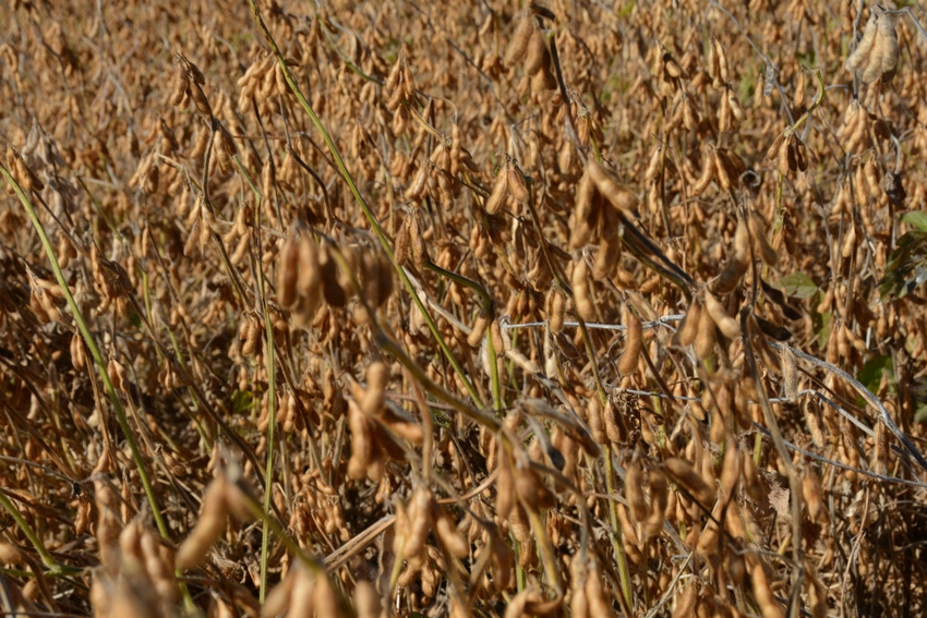 North_Carolina_Early_Maturity_Soybeans.jpg