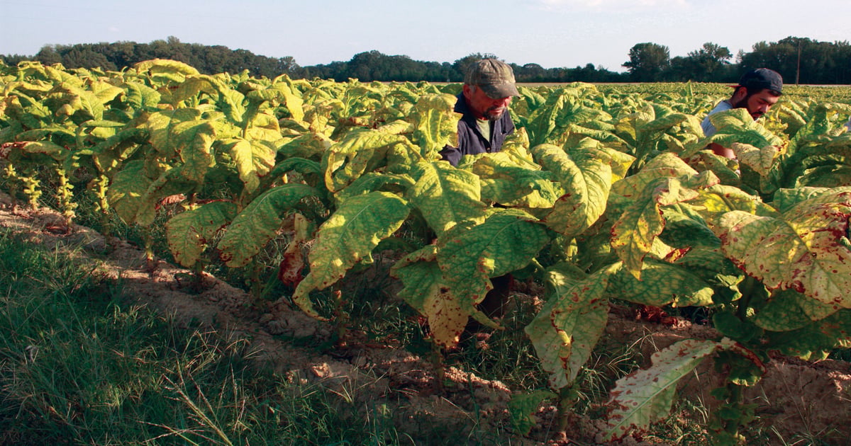 Tobacco purchasing should be based on value, not price