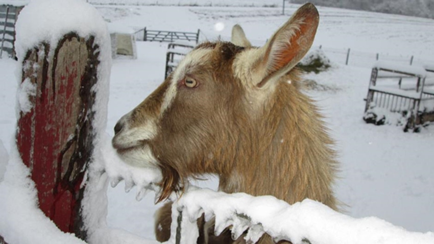 goat in pen during winter