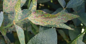 SUDDEN DEATH SYNDROME with  soybean cyst nematode  shown on soybean leaves
