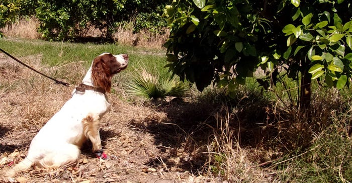 d-gottwald-canine-detector-scouting-citrus-orchard-web.jpg